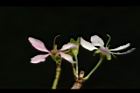 毛柱郁李-花柱27.JPG