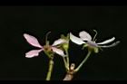 毛柱郁李-花柱28.JPG