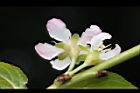 毛柱郁李-花萼05.JPG