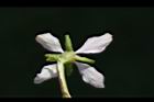 毛柱郁李-花萼11.JPG