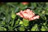 康乃馨-花05.jpg