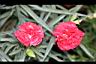 康乃馨-花07.jpg