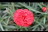 康乃馨-花08.jpg