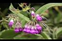 康復力-紫花01.JPG