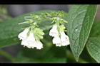 康復力-白花01.jpg