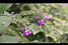 康復力-紫花05.JPG