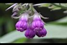 康復力-紫花07.JPG