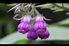 康復力-紫花08.JPG