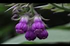 康復力-紫花10.JPG