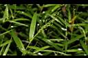 弓果黍-果穗04.JPG