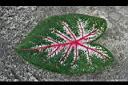 彩葉芋-葉-正1.jpg