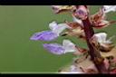 彩葉草-花.jpg