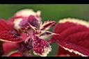 彩葉草-花0.jpg
