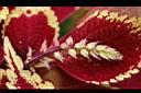 彩葉草-花1.jpg