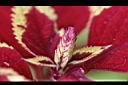 彩葉草-花2.jpg