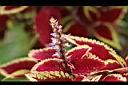 彩葉草-花3.jpg