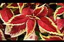彩葉草05.jpg