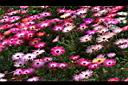 彩虹菊-花09.JPG