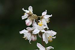 心基葉溲疏-花01.jpg