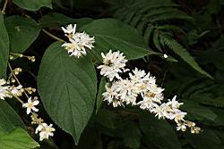 心基葉溲疏-花序01.JPG