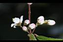 心基葉溲疏-花苞1.jpg