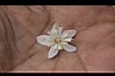 心基葉溲疏-花蕊7.jpg