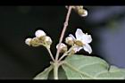 心基葉溲疏-花03.jpg