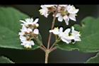 心基葉溲疏-花04.jpg