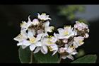 心基葉溲疏-花06.jpg