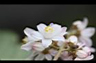 心基葉溲疏-花08.jpg