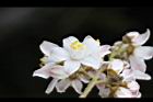 心基葉溲疏-花10.jpg