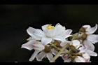 心基葉溲疏-花11.jpg