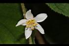 心基葉溲疏-花15.JPG
