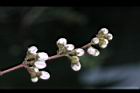 心基葉溲疏-花苞0.jpg