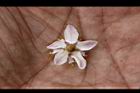 心基葉溲疏-花蕊4.jpg