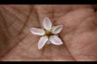 心基葉溲疏-花蕊5.jpg
