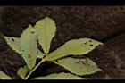 思茅櫧櫟-葉背00.JPG
