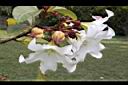思茅清明花-花02.JPG