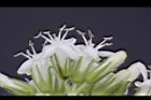 恆春厚殼樹-花12.JPG