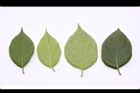 恆春厚殼樹-葉07.JPG