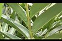恆春月桃-葉鞘01.JPG
