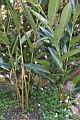 恆春月桃01.JPG