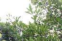 恆春福木07.JPG