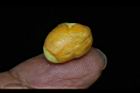 恆春福木-種子11.JPG