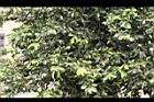 愛玉-實10.jpg