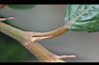 愛玉-托葉1.jpg