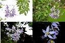 懸星花-花1.jpg