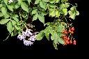 懸星花11.JPG