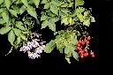 懸星花12.jpg