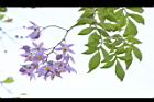懸星花-花05.JPG